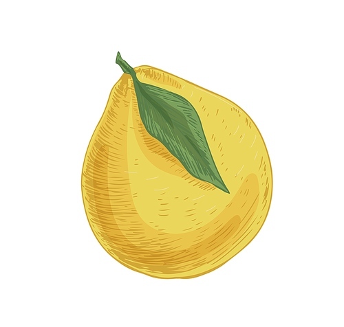 Whole fresh Asian fruit of pomelo with leaf isolated on white . Large pumelo, pomello, pummelo, or citrus grandis. Realistic hand-drawn vector illustration of tropical food.