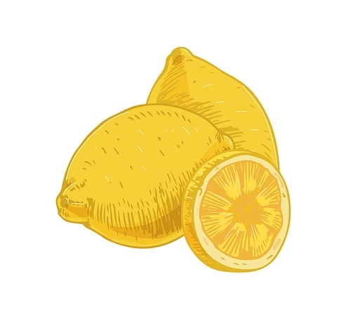 Whole fruits and piece of fresh lemon isolated on white . Composition of yellow sour citruses with peel. Realistic hand-drawn vector illustration of exotic tropical fragrant food.