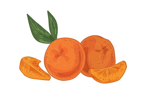Whole tangerines with peeled slices of mandarin or clementine. Citrus fruits, their pieces and leaves. Realistic hand-drawn vector illustration of exotic tropical food isolated on white.