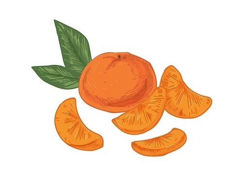 Whole tangerine with peeled slices of mandarin. Composition with fruit, pieces and leaves of clementine. Realistic hand-drawn vector illustration of exotic citrus isolated on white .