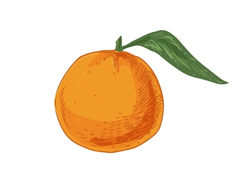 Whole fruit of tangerine with leaf. Tropical orange mandarin or clementine. Realistic hand-drawn vector illustration of exotic citrus isolated on white .