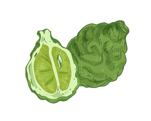 Whole fruit and half of tropical fragrant bergamot. Composition with aromatic green citrus. Realistic hand-drawn vector illustration of exotic organic food isolated on white .