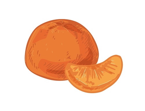 Whole tangerine with peeled slice of mandarin or clementine. Tropical fragrant citrus fruit and its piece. Realistic hand-drawn vector illustration of exotic food isolated on white .