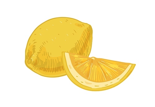 Whole fruit and slice of fresh sour lemon isolated on white . Composition of yellow citruses with peel. Realistic hand-drawn vector illustration of exotic tropical fragrant food.