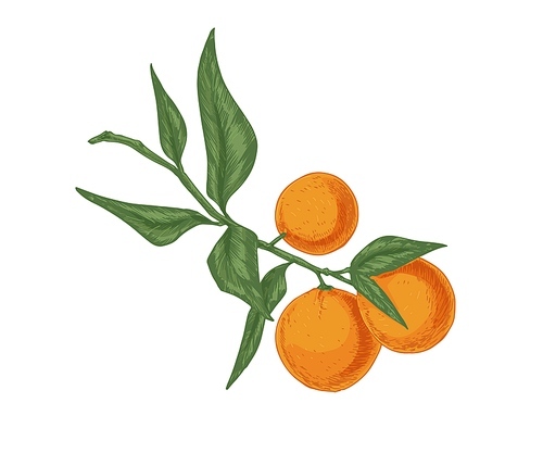 Leaves and fruits of tangerine growing on mandarin tree branch. Fresh ripe clementines on twig. Realistic hand-drawn vector illustration of exotic citrus isolated on white .