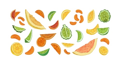 Set of different citrus fruits isolated on white . Hand-drawn slices, segments and pieces of orange, lemon, bergamot, lime, grapefruit, pomelo and tangerine. Colored vector illustration.