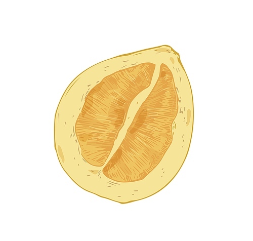 Half of pomelo isolated on white . Juicy pummelo slice. Fleshy pulp of Asian citrus. Realistic hand-drawn vector illustration of tropical pumelo piece in retro style.