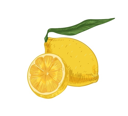 Whole fruit and half of fresh sour lemon. Composition of yellow citruses with peel and leaves. Realistic hand-drawn vector illustration of exotic tropical fragrant food isolated on white .