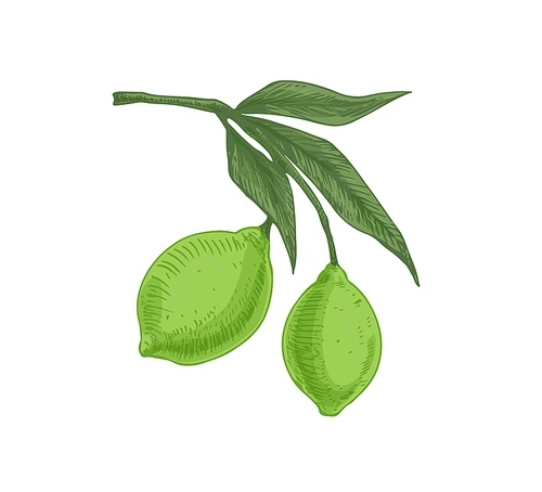 Leaves and green citrus fruits growing on lime tree branch. Tropical fragrant food on sprig. Realistic hand-drawn colored vector illustration of exotic plant isolated on white .