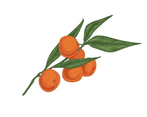 Tree branch of tangerines with leaves. Ripe fruits of orange mandarins. Fresh ripened clementines on twig. Realistic hand-drawn vector illustration of exotic citruses isolated on white .