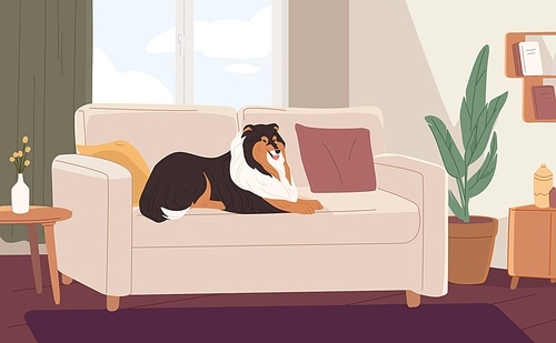 Fluffy dog lying on couch in modern living room. Happy pet resting on sofa at home. Colored flat vector illustration of cute colli relaxing in apartment.