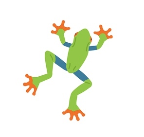 Top view of green tree frog with orange sticky feet. Cute jungle character isolated on white . Childish colored flat vector illustration of Amazon animal.