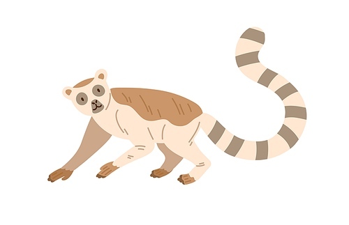 Cute and funny lemur with striped long tail raised up. Happy animal crawling on all four paws. Baby character. Colored flat vector illustration isolated on white .