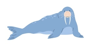Cute and funny blue walrus with tusks lying and relaxing. Happy arctic animal character isolated on white . Childish colored flat cartoon vector illustration.