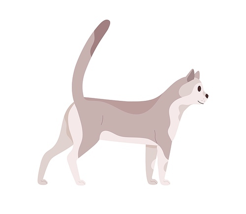 Cat walking. Beautiful slim kitty. Feline animal standing with tail raised up. Side view of friendly pet looking forward. Colored flat vector illustration isolated on white .
