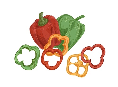 Whole fruits and ring slices of sweet bell peppers of red, green and yellow colors. Fresh organic vegetables. Colorful hand-drawn vector illustration of veggies isolated on white .
