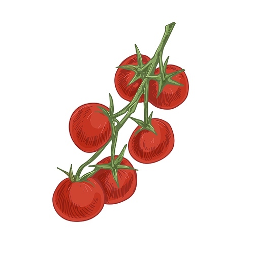 Branch of small cherry tomatoes. Bunch of fresh ripe vegetables growing on stalk. Twig of red ripened fruits. Realistic hand-drawn vector illustration of veggies isolated on white .