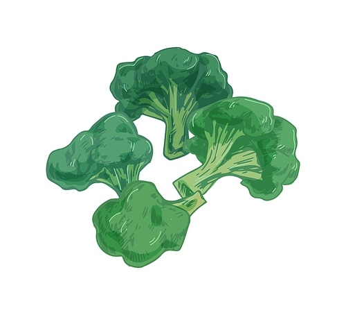 Broccoli with stalks and tops. Composition with brocoli with lush heads and stems. Green brocolli vegetables. Fresh healthy vegetarian food. Drawn vector illustration of veggies isolated on white.