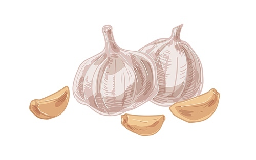 Composition with peeled garlic cloves and fresh raw whole bulbs of aromatic vegetables. Colored realistic hand-drawn vector illustration of fragrant food isolated on white .