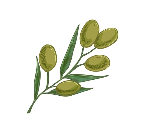 Branch of olive tree with green fruits and leaves. Italian or Greek plant with vegetables. Mediterranean food. Colored realistic hand-drawn vector illustration isolated on white .