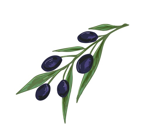 Olive tree branch with black fruits and leaves. Mediterranean plant with fresh vegetables. Italian or Greek food. Colored realistic hand-drawn vector illustration isolated on white .