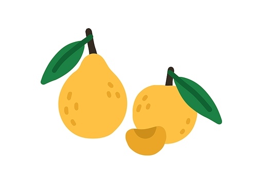 Whole pear and apricot with leaf. Doodle fresh full fruit and piece composition. Colored flat vector illustration isolated on white .