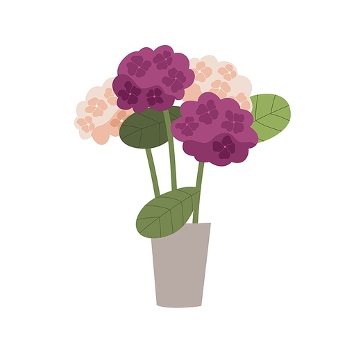 Blooming Hydrangea flowers in pot with lush blossomed buds. Floral houseplant in flowerpot. Hortensia house plant with showy inflorescence. Flat vector illustration isolated on white .