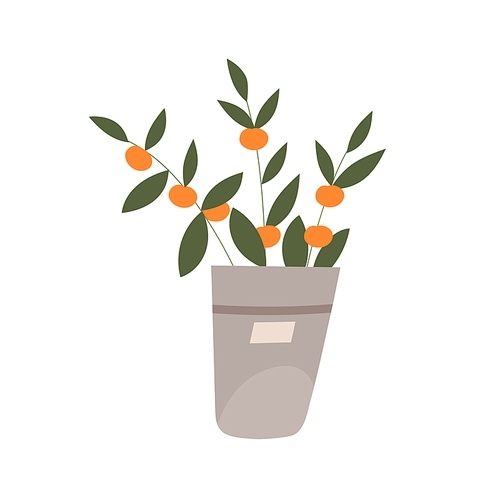 Orange citrus fruit plant growing in pot. Fresh tangerine houseplant with leaves. Small mandarin tree in planter for home decoration. Flat vector illustration isolated on white .