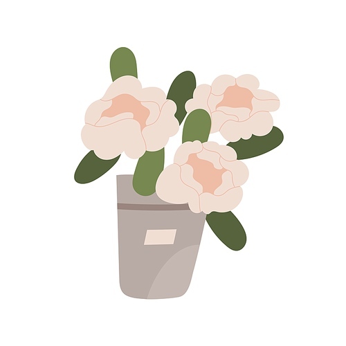 Blossomed flowers in bucket. Lush spring peony in vase. Fresh cut floral bouquet. Elegant gorgeous bunch of blooming plant with showy petals. Flat vector illustration isolated on white .
