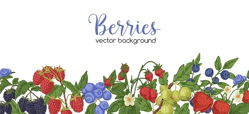 Berries border on white background. Banner with vintage botanical pattern. Backdrop with natural decoration of fruit plants, bilberry, blackberry and strawberry branches. Drawn vector illustration.