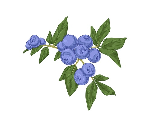 Blueberry branch with fresh ripe blue berries and leaf. Vintage botanical drawing of bog whortleberry in retro style. Great bilberry, fruit plant. Vector illustration isolated on white .