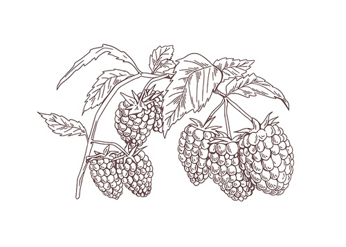 Blackberry branch. Outlined botanical sketch of bramble berries drawn in vintage style. Garden fruit plant drawing. Handdrawn vector illustration of sketchy dewberry isolated on white .