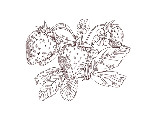 Strawberry branch with berries, blooming flowers and leaf. Outlined vintage botanical drawing of garden fruit plant. Botany sketch. Hand-drawn vector illustration isolated on white .