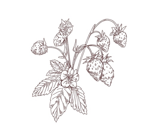 Outlined wild strawberry branch. Vintage botanical drawing of forest plant with growing berries and flowers. Sketch in retro style. Hand-drawn vector illustration isolated on white .