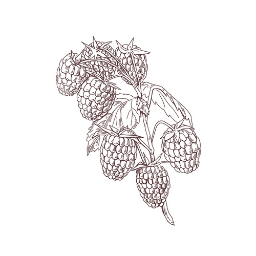 Outlined raspberry branch with berries and leaves. Botanical sketch in vintage style. Retro sketchy drawing of fruit plant. Hand-drawn vector illustration of Rubus idaeus isolated on white .