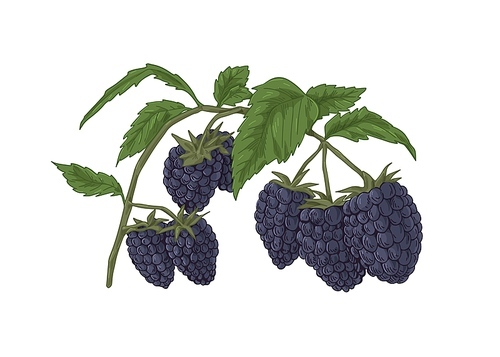 Blackberry branch with fresh ripe berries and leaf. Botanical drawing of bramble growing on sprig. Garden plant with fruits and leaves drawn in retro style. Vector illustration isolated on white.