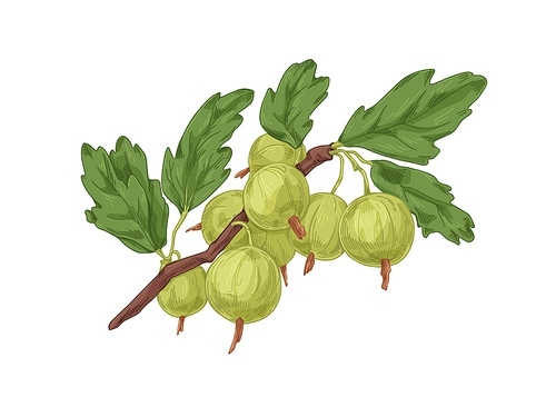 Gooseberry branch with fresh ripe green berries and leaf. Vintage botanical drawing of garden fruit plant. Realistic hand-drawn vector illustration isolated on white .