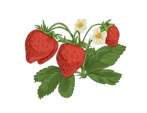Strawberry branch with fresh ripe berries, blooming flowers and leaf. Vintage botanical drawing of garden fruit plant with leaves. Realistic drawn vector illustration isolated on white .