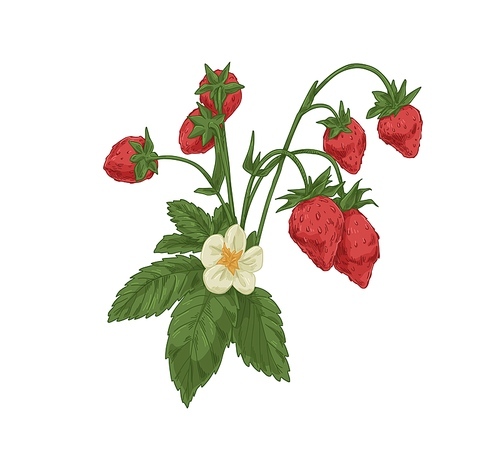 Wild strawberry branch. Forest fruit plant with fresh ripe berries, blooming flower and leaf. Botanical drawing of Fragaria. Realistic hand-drawn vector illustration isolated on white .