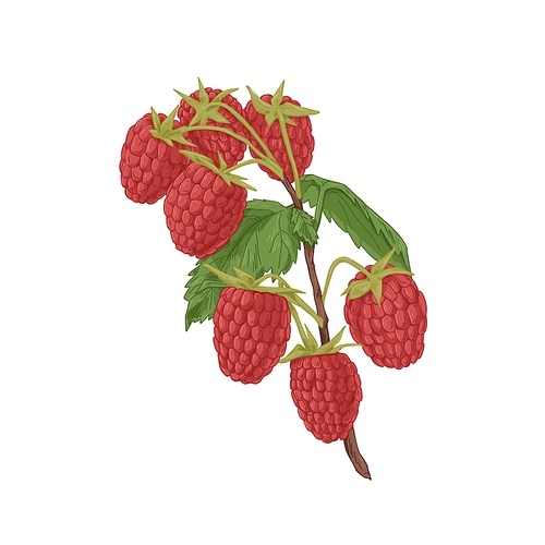 Red raspberry branch with growing fresh ripe berries and leaf. Vintage botanical drawing of fruit plant drawn in retro style. Realistic vector illustration of Rubus idaeus isolated on white .