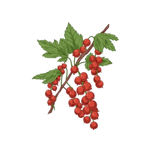 Redcurrant branch. Red currant cluster growing on garden plant. Realistic vintage botanical drawing with fresh ripe berries and leaf. Hand-drawn vector illustration isolated on white .