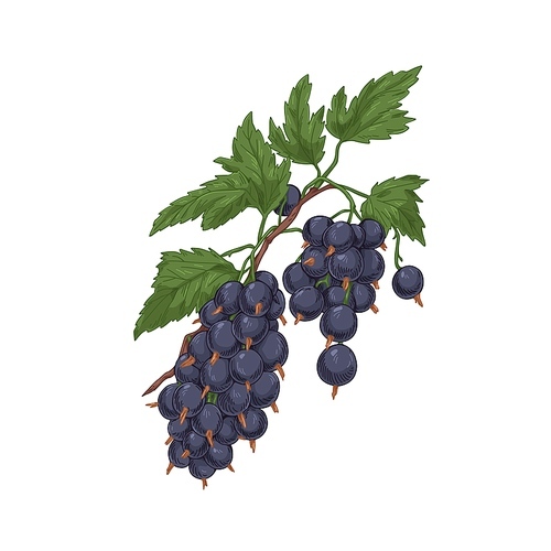 black currant branch with berries cluster and leaf. blackcurrant fruits growing on garden plant. vintage botanical drawing of cassis. realistic drawn vector illustration isolated on white .
