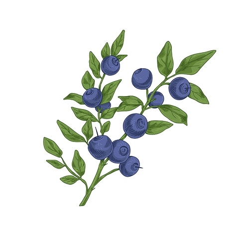 Blueberry branch with fresh ripe bilberries and leaves. Vintage botanical drawing of wild wimberry drawn in retro style. Forest fruit plant. Realistic vector illustration isolated on white .