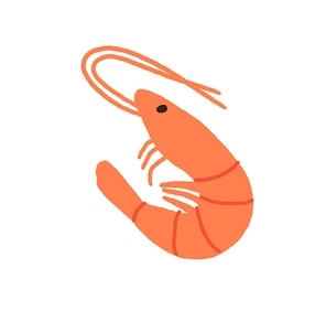 Shrimp, raw fresh seafood. Whole prawn with antennae, head, eyes, legs and tail. Sea food drawn in doodle style. Colored flat vector illustration isolated on white background.