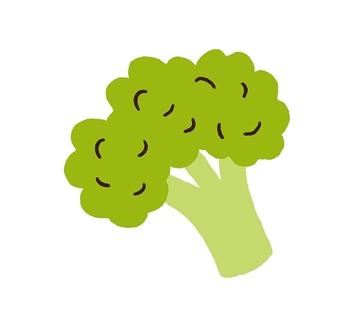 Fresh green broccoli. Brocoli vegetable in doodle style. Healthy brocolli food. Raw veggie. Colored flat vector illustration of brokoli isolated on white .