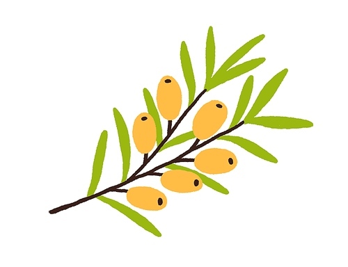 Sea buckthorn growing on tree branch with leaf. Fresh seabuckthorn and leaves. Plant with yellow berries. Garden food. Colored flat vector illustration isolated on white .