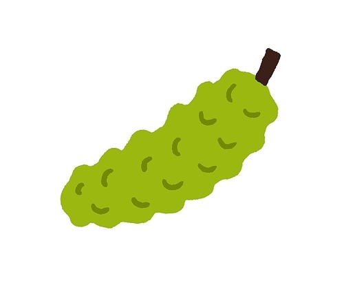 Momordica, exotic bitter fruit with bumps. Green fruto delicioso. Fresh tropical Madeira food in doodle style. Natural vitamin. Flat vector illustration isolated on white .