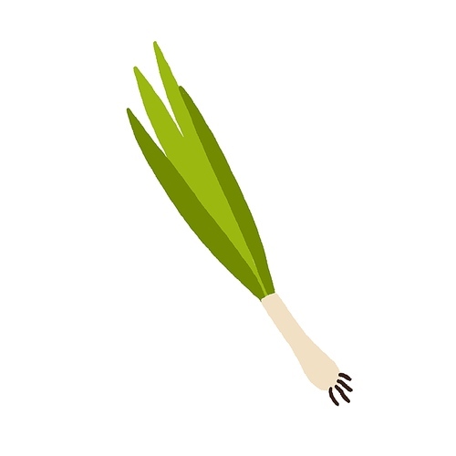 Scallion, green spring onions. Fresh sibies, stems and bulb. Natural spicy seasoning. Raw vegetable. Organic food, spice. Flat vector illustration isolated on white .