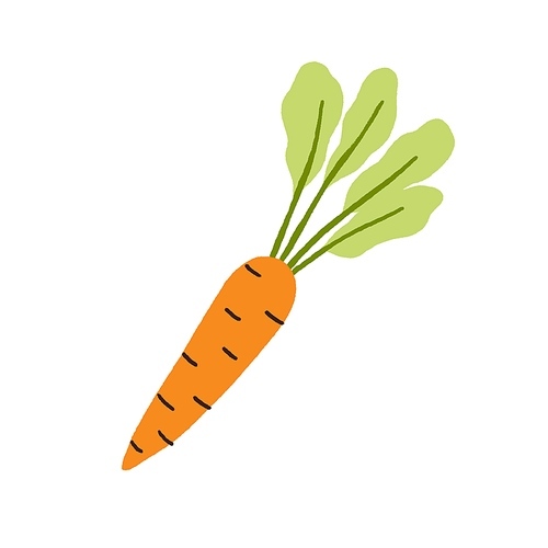 Carrot with top leaf. Fresh orange root vegetable with crunchy tuber and leaves. Carotene food. Healthy vitamin veggie icon drawn in doodle style. Flat vector illustration isolated on white .