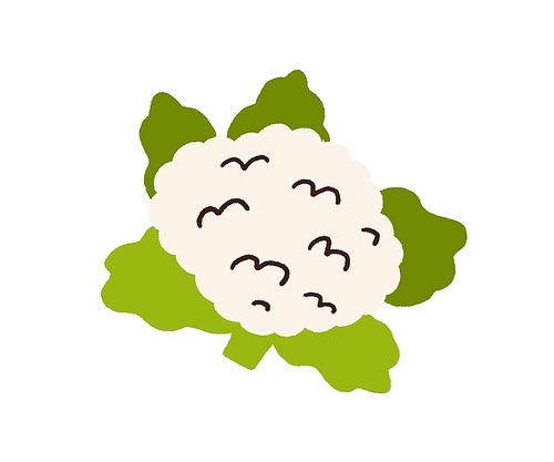 Cauliflower head with leaf. Healthy raw vegetable with leaves. Natural fresh food plant icon in doodle style. Flat vector illustration isolated on white .